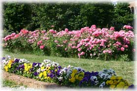 Abbazia di Pomposa - Un particolare del giardino