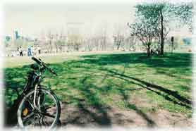 Pavia