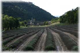 Abbazia di Senanque - Le colture di lavanda